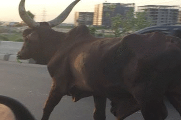 FRSC to investigate stray cow on Third Mainland bridge