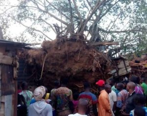 Video: Tension as 100 years old mysterious tree resurrected in Oyo