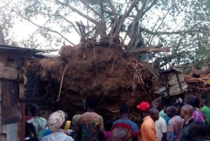 Video: Tension as 100 years old mysterious tree resurrected in Oyo