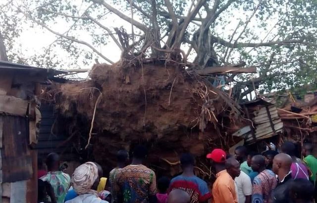 Video: Tension as mysterious tree resurrected in Oyo
