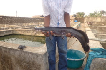 Court remands 27-year-old-man for allegedly stealing catfish worth N1m