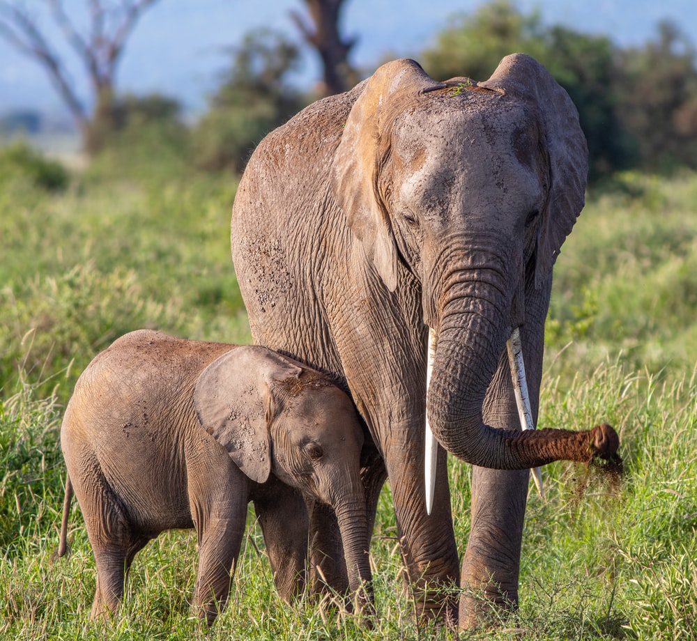 Tanzania, Kenya to exchange wild animals to boost reproduction